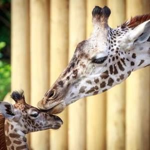 Meet your Posher, Alescia